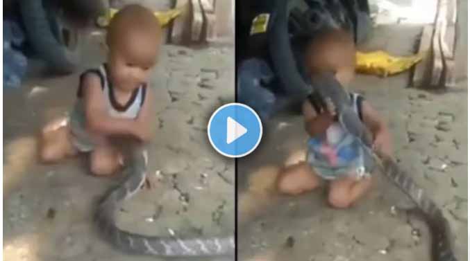 King Cobra Viral Video
